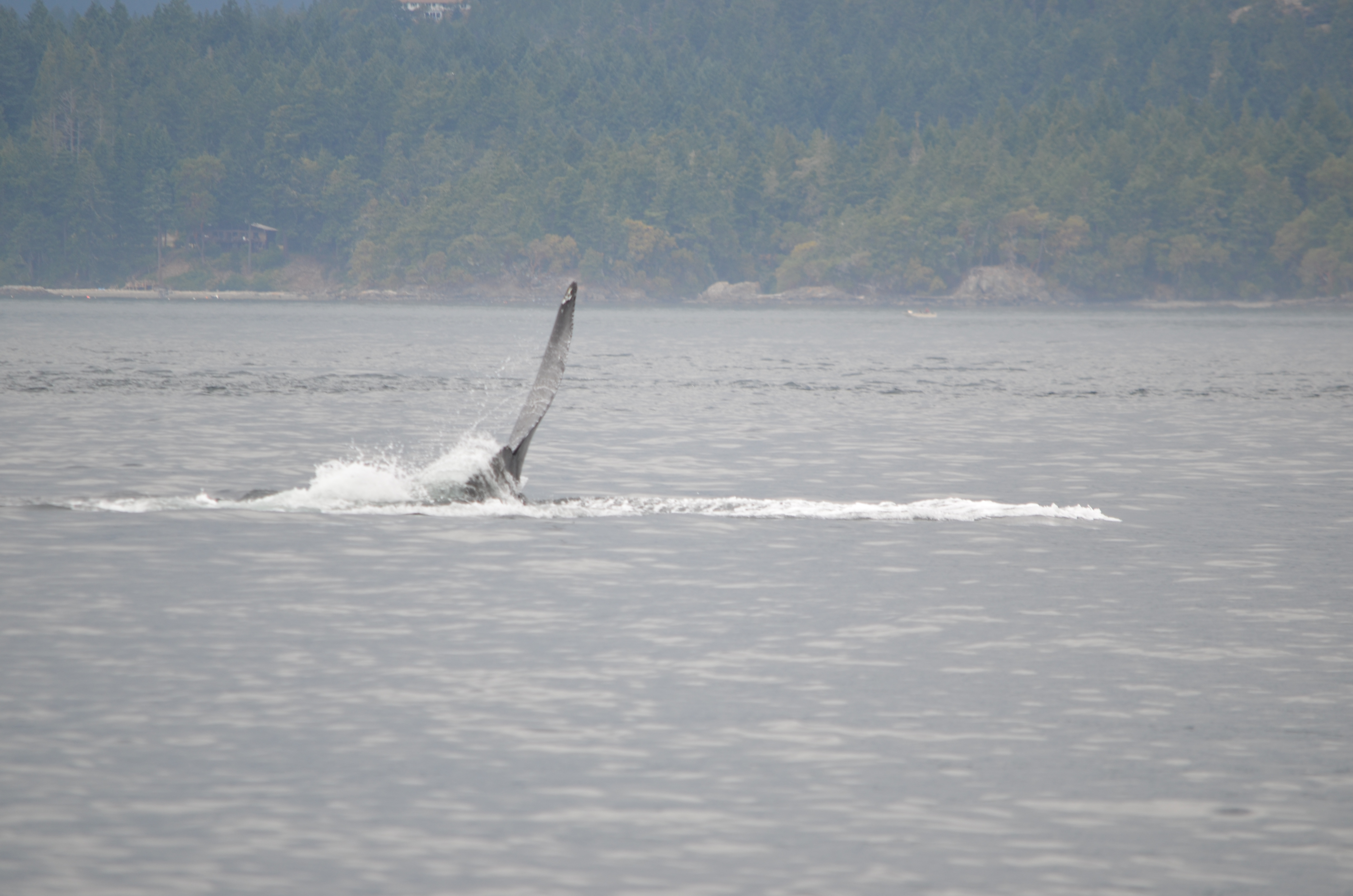 photos/wildlife/Mammal_Species/Humpback Whale/DSC_0211.JPG